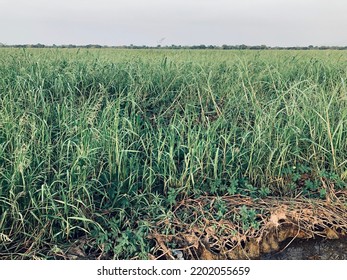 Pretty Greenery In The Chari River