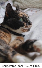 Pretty Grey Tortoise Shell Cat