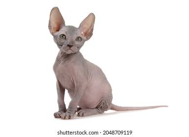 Pretty hairless Canadian Sphinx kitty cat (seven weeks old) isolated on white background 