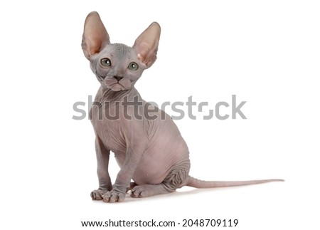 Pretty hairless Canadian Sphinx kitty cat (seven weeks old) isolated on white background 
