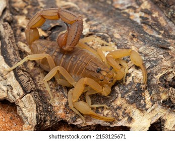 1,184 Indian scorpion Images, Stock Photos & Vectors | Shutterstock