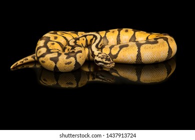 Pretty king python snake on a black background with reflection