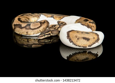 Pretty king python snake on a black background with reflection