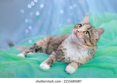 Pretty Kitten With Big Green Eyes   Cute Cat Close Up. Kitten Lies On A Green Blue Background. 
Pet Care. Happy New Year. Winter. Pets Concept. Cat On A Blue Background With Sparkling Lights Or Stars