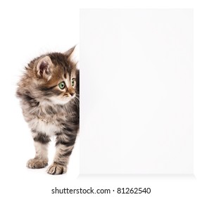 Pretty kitten peeking out of a blank sign, isolated on white background