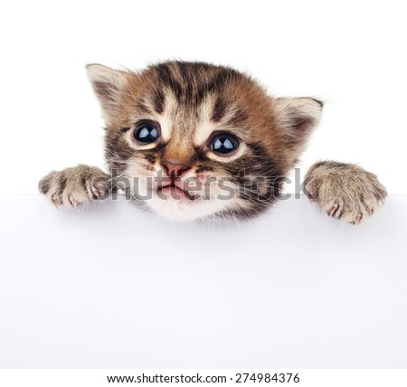 Pretty kitten peeking out of a blank sign, isolated on white background