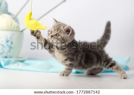 pretty kitten playing with yarn ball on light background. British shorthair cat posing on blue background