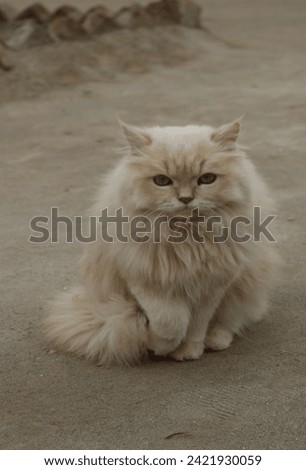 Pretty kitty sits on the ground, looking calm and lovely in the sunshine. The cat's eyes are nice and it seems very peaceful.