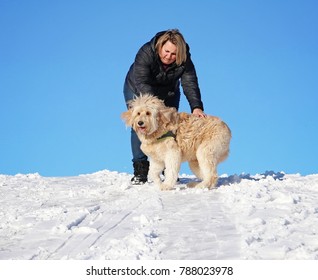 Pretty Labradoodle Playing In The Snow On A Hill With A Woman Who Is Petting Him On A Cold Clear Winter Day