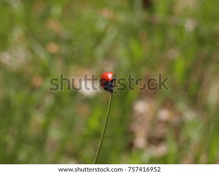 Similar – Forest strawberries in grass