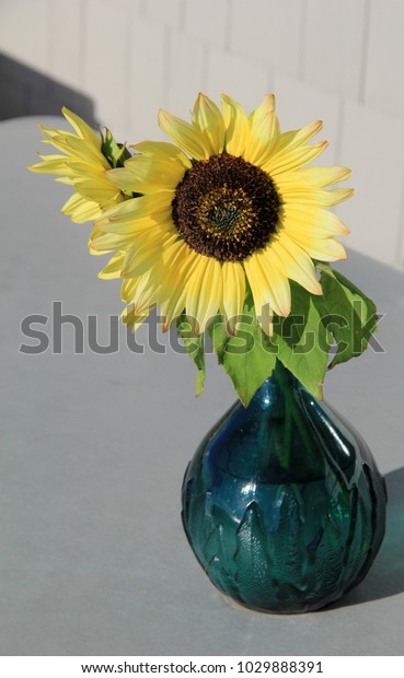 Pretty Little Blue Handblown Glass Vase Stock Photo Edit Now