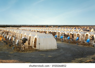 Pretty little calves near their hutches on farm. Animal husbandry - Shutterstock ID 1920266852