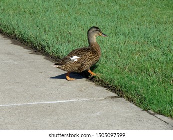 Pretty Little Duck Crossing The Sidewalk Bob Woodruff Park