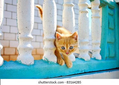 pretty little kitten with blue eyes is on the fence