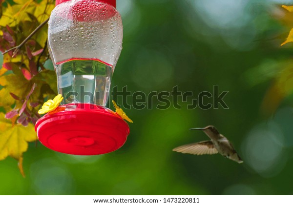 Pretty Little Male Humming Bird Feeding Stock Photo Edit Now