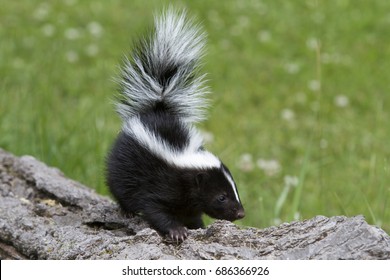 Pretty Little Skunk
