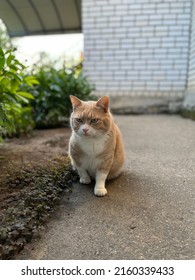 Pretty Lonely Ginger Kitty With White Belly And Paws Sitting On The Ground In Garden. A Portrait Of Rather Grumpy Cat Against White Brick Wall On The Background