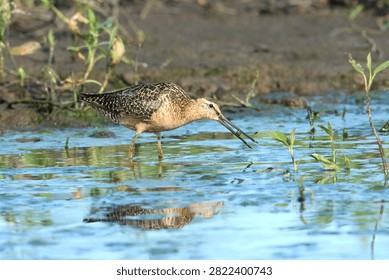 A pretty long billed dowitcher gets food from the water in the wetlands near Greenacres, Washington.