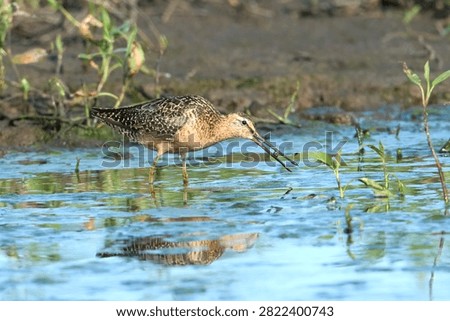 A pretty long billed dowitcher gets food from the water in the wetlands near Greenacres, Washington.