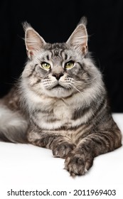 Pretty Mackerel Tabby Maine Shag Cat Lying On Black And White Background And Looking At Camera. Front View, Studio Shot Of Affectionate Maine Coon Cat.