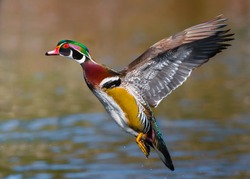 A Pretty Male Wood Duck Is In Flight, With Its Wings Up On The Back, Displaying All The Beautiful Colors Of Its Body.  