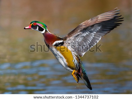 A pretty male wood duck is in flight, with its wings up on the back, displaying all the beautiful colors of its body.  