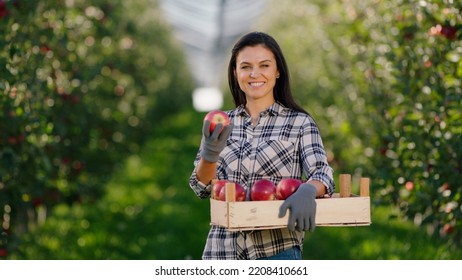 Pretty mature woman farmer in the middle of a modern apple orchard posing in front of the camera with the apple harvest she holding a wooden chest full of red ripe apples - Powered by Shutterstock