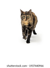 Torbie Cat Images Photos Et Images Vectorielles De Stock Shutterstock