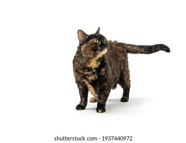 Torbie Images Photos Et Images Vectorielles De Stock Shutterstock