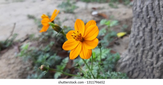 pretty orange  flower 