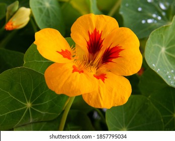pretty orange flowers of nasturtium -tropacolum plant close up - Shutterstock ID 1857795034