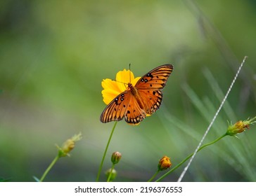                     Pretty orange gulf fritillary feeding from an lighter orange wildflower. Green background.            - Shutterstock ID 2196376553