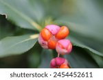 pretty orange spindle fruit that birds like