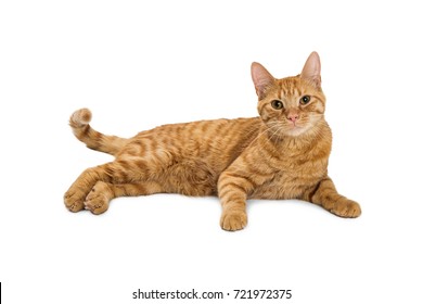 Pretty orange tabby cat lying down on white looking into camera