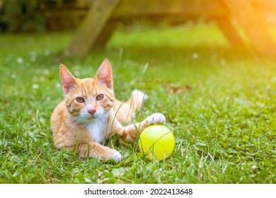 Pretty Orange Tabby Cat Playing Through Grass Outside