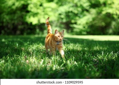 Pretty Orange Tabby Cat Walking Through Grass Outside