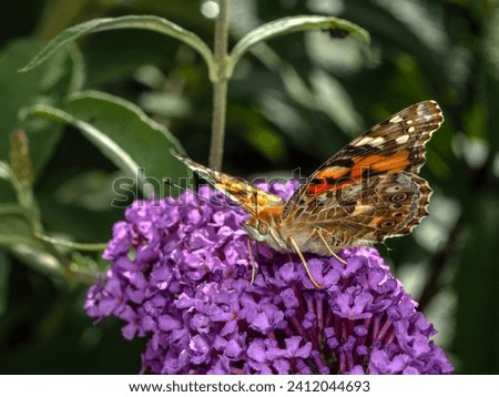 Pretty painted lady butterfly, Vanessa cardui, feeding on nectar from the flower of a butterfly bush (Buddlea species)
