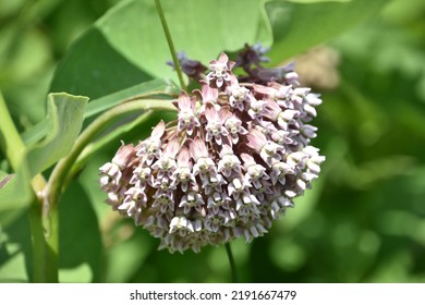 Pretty Pale Pink Cluster Of Milk Weed Flowers Blooming In A Garden.