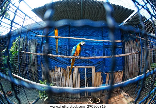 pretty parrot cage