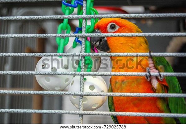 pretty parrot cage