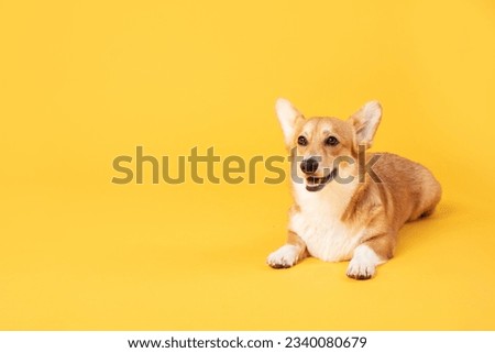 Pretty pembroke welsh corgi dog with happy smile lying on yellow studio background, free copy space. Domestic pet concept