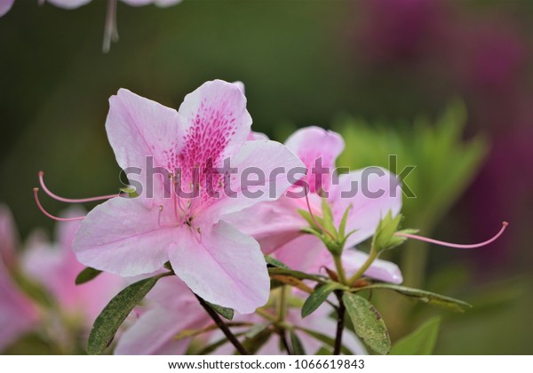 Pretty Pink Azalea Flower Blooming Callaway Stock Photo Edit Now