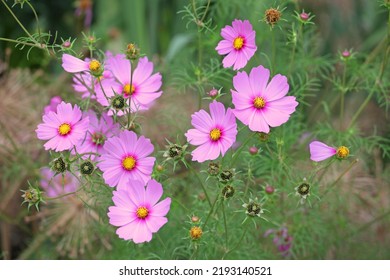 Pretty pink cosmos in flower.  - Shutterstock ID 2193140521
