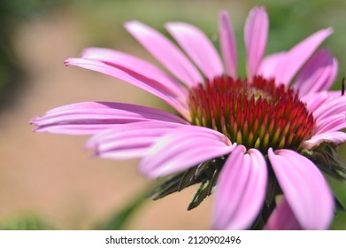 pretty pink flower outdoors on a summer day