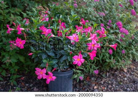 Pretty pink mandeville potted shrub with spirea plants in the backround.