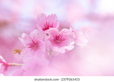 Pretty pink peach blossoms in early spring