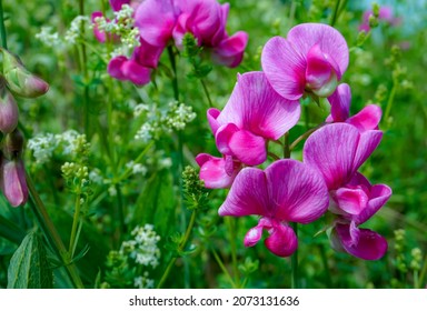 Pretty pink sweet pea flowers. Floral background of wild pink flowers.