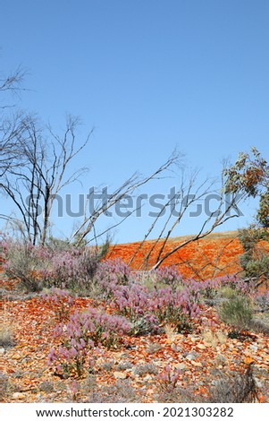 Pretty pink and white Mulla Mulla flower found in desert zones of Australia