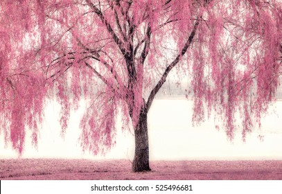 Pretty Pink Willow Tree