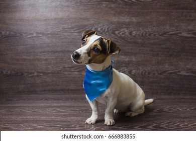 Pretty puppy is staring with curiosity. Jack Russell Terrier in a trendy blue bandana. Dog in front of dark wooden background.
